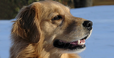 Safety in Epilepsy: 4Paws for Ability