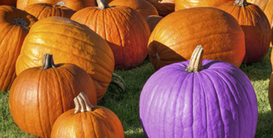 Our epilepsy community has been busy with Walks for epilepsy and seizures, conferences for patients and loved ones, purple knitting, purple pumpkins, and epilepsy webinars