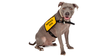 Epilepsy Survey results: Do you own a seizure-alerting dog?
