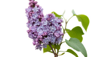 Epilepsy Activities in 2012: Walks, epilepsy education, Purple Day