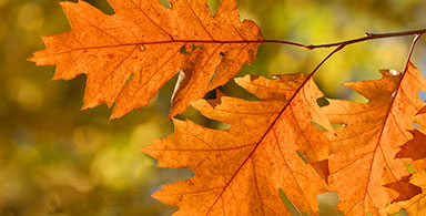 New York and New Jersey Epilepsy Activities 2013: Fall Wellness for epilepsy takes off with art workshops, yoga, pilates, art, and knitting.