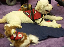 Service dogs were at the meeting