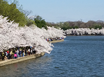 Our walk was on the cherry blossoms walkway
