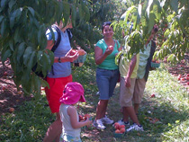 Our team had a lot of fun peach picking